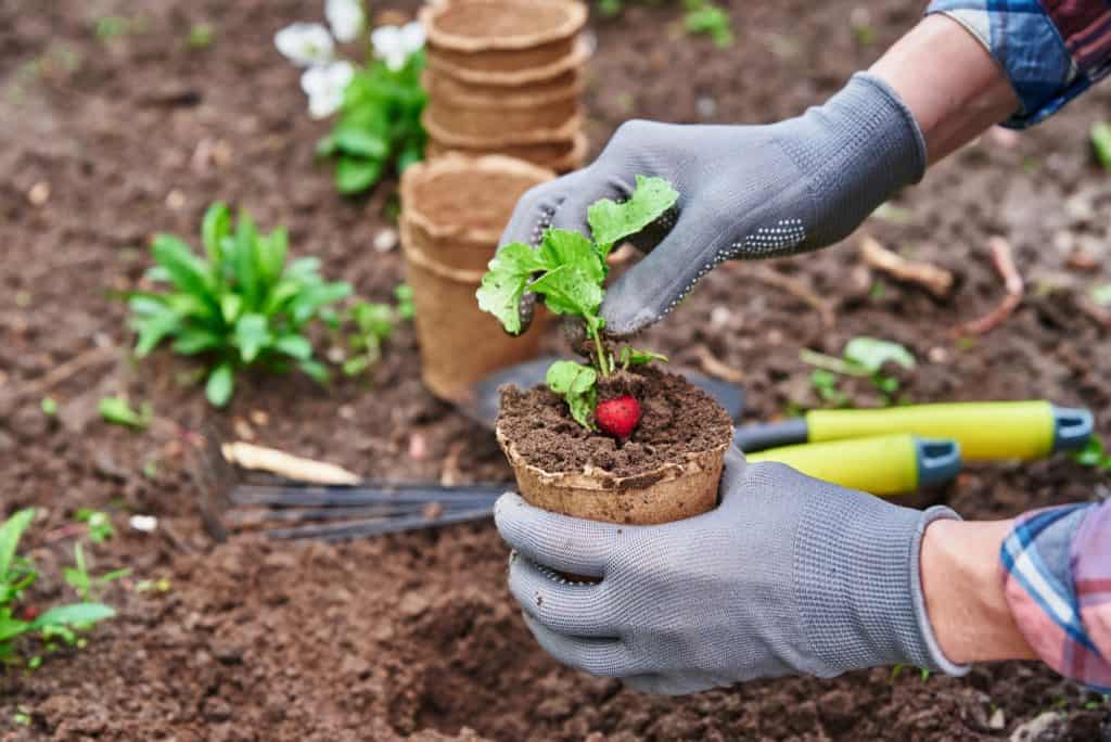Mani del giardiniere che raccolgono e piantano piante di ortaggi in giardino
